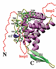 Hosaka et al., 2001 Σχήµα Α.14.