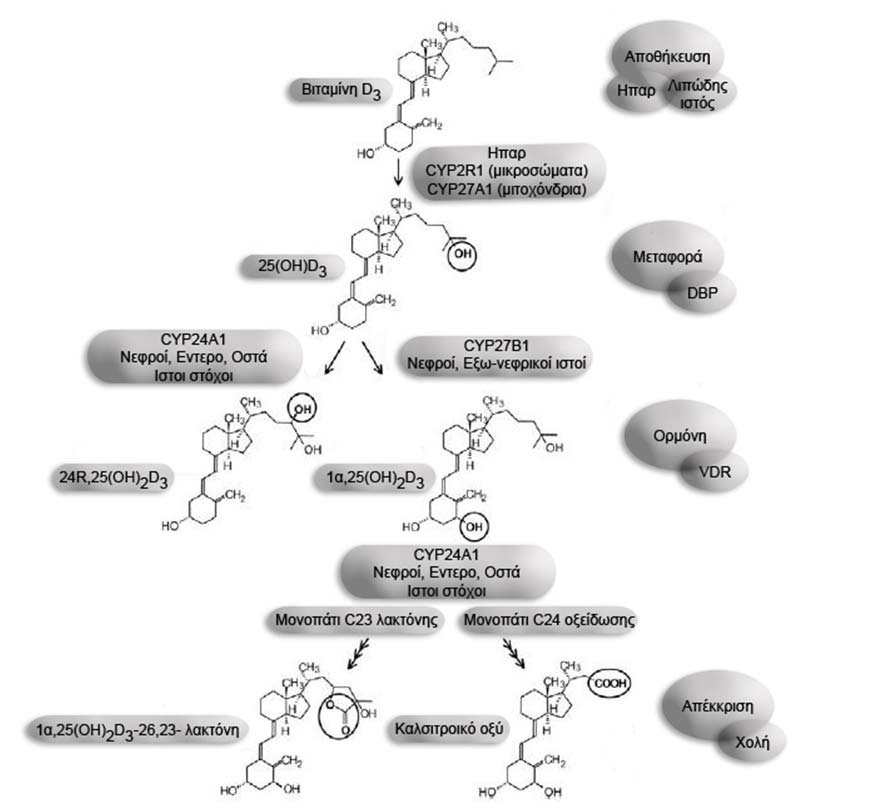 Η βιταμίνη D 3 εξιδίκευση). Ωστόσο η CYP2R1 αποτελεί το κυριότερο φυσιολογικά σχετιζόμενο ένζυμο [6].