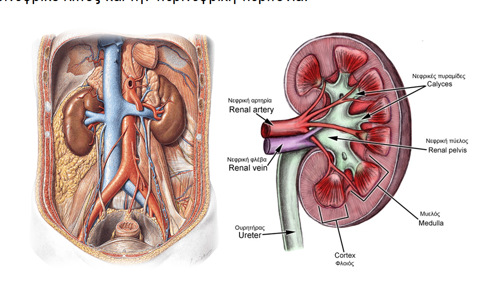 Η παθοφυσιολογία του ανθρώπινου νεφρού Κεφάλαιο 2 Η παθοφυσιολογία του ανθρώπινου νεφρού 2.1.