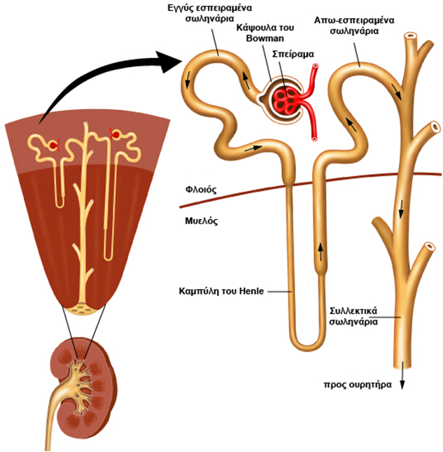 Η παθοφυσιολογία του ανθρώπινου νεφρού Ο κάθε νεφρώνας αποτελείται από το νεφρικό σωμάτιο το οποίο περιλαμβάνει το σπείραμα και την κάψα του Bowman και ένα σύστημα σωληναρίων.