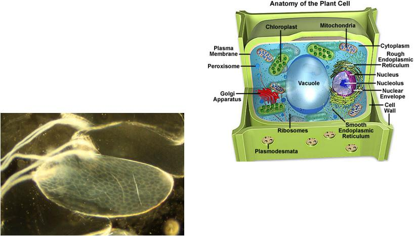 Εξωκυττάριες δομές εκτός σπονδυλοζώων: ΣΥΣΤΑΤΙΚΑ Κυτταρικό τοίχωμα φυτικών κυττάρων (παχύ, αδιαπέραστο, δύσκαμπτο σε σχέση