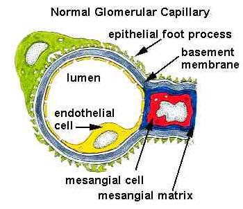 ΣΥΣΤΑΤΙΚΑ Βασική μεμβράνη= μορφή ECM Νεφρικό σπείραμα: ΒΜ: πορώδες φίλτρο / barrier (Η 2