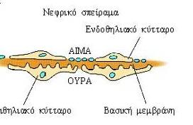 ΒΑΣΙΚΗ ΜΕΜΒΡΑΝΗ Η ευμεγέθης ΒΜ στο νεφρικό σπείραμα: διαχωρίζει τα ενδοθηλιακά κύτταρα των τριχοειδών αγγείων από τα επιθηλιακά κύτταρα του ουρικού χώρου.