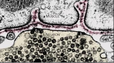 ΒΑΣΙΚΗ ΜΕΜΒΡΑΝΗ Νευρομυϊκές συνάψεις: η ΒΜ περιβάλλει το μυϊκό κύτταρο στην περιοχή της σύναψης-εξασφαλίζεται έτσι: 1. Η ταχεία διακίνηση μορίων νευροδιαβιβαστή. 2.