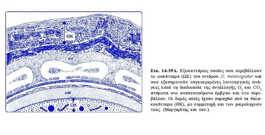 ΥΠΕΡΜΟΡΙΑΚΗ ΟΡΓΑΝΩΣΗ ΕΞΩΚΥΤΤΑΡΙΑΣ ΟΥΣΙΑΣ Εξωκυττάριες δομές: σχηματισμός κελύφους κατά την ωογένεση εντόμων Πολύπλοκη δομή που περιβάλλει το