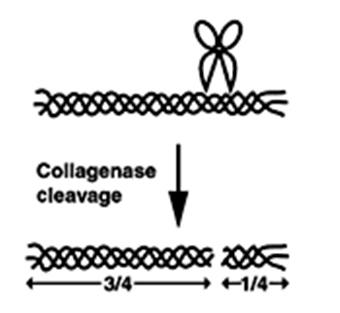 Ανακύκλωση ΚΟΛΛΑΓΟΝΑ Αποικοδόμηση παλαιών ινών: κολλαγενάση (-ες) Ενδοπεπτιδάσες (σχάση πεπτιδικών δεσμών κολλαγόνου) Στην περιοχή τριπλής έλικας