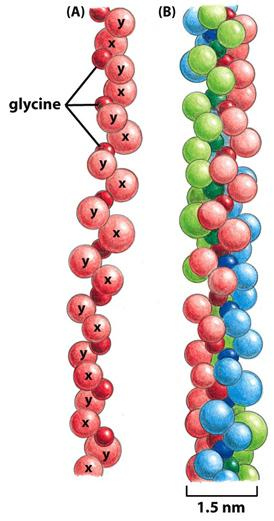3 α-έλικες (GXΥ) ΚΟΛΛΑΓΟΝΑ Τρία αμινοξέα για κάθε περιστροφή της έλικας του κολλαγόνου Κάθε τρίτο αμινοξύ είναι γλυκίνη.