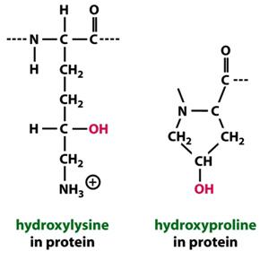συγκρότηση των τριπλών αλυσίδων Πολλές περιοχές αλυσίδων κολλαγόνου αποτελούνται από το επαναλαμβανόμενο μοτίβο Gly-Pro-X Το
