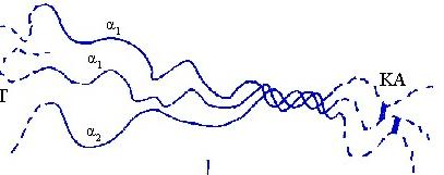 Γονίδια ινωδών κολλαγόνων I, II, III, V ΚΟΛΛΑΓΟΝΑ αα αλληλουχία: αντικατοπτρίζει οργάνωση γονιδίων τους pro-α1(ι) γονίδιο: 51 εξώνια τα 46: κωδικοποιούν περιοχές της τριπλής έλικας (μικρά) τα μισά: