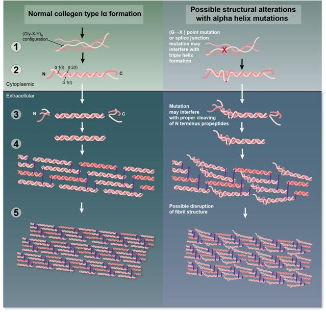 Normal steps in collagen type I formation and the assembly into mature collagen fibers: Possible alterations in the structure due to the α chain mutations ΚΟΛΛΑΓΟΝΑ 1.