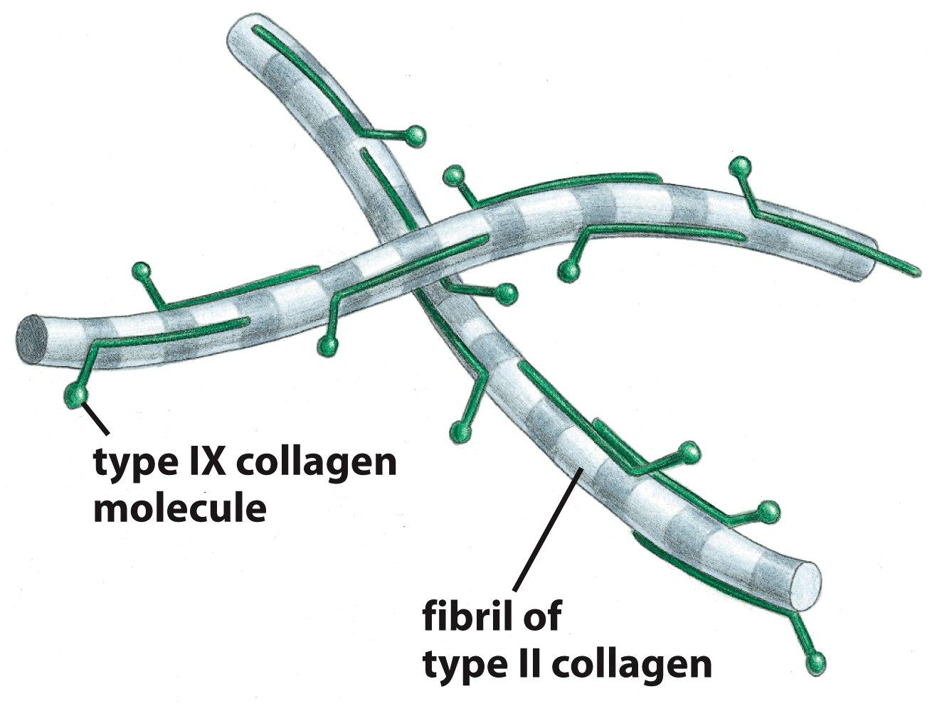 ΚΟΛΛΑΓΟΝΑ Συνδυασμός διαφορετικών τύπων κολλαγόνου σε διάφορες δομές Στο χόνδρο:.