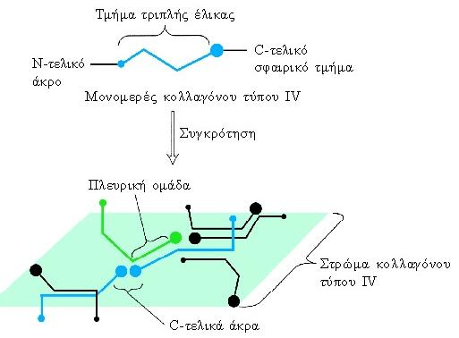 ΚΟΛΛΑΓΟΝΑ Συνδυασμός διαφορετικών τύπων κολλαγόνου σε διάφορες δομές Στη βασική μεμβράνη: Διασυνδεδεμένα κολλαγόνα τύπου IV- Ινώδες δίκτυο-πλέγμα ινών κολλαγόνου