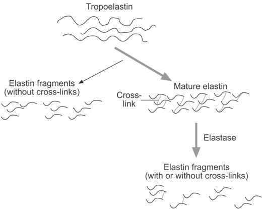 ΕΛΑΣΤΙΝΗ Διαλυτό, πρόδρομο μόριο ελαστίνης (εκκρίνεται στον εξωκυττάριο χώρο) Ομοιοπολική σύνδεση Οργάνωση σε ινίδια, ελαστικές ίνες και ελάσματα/ επιφάνειες