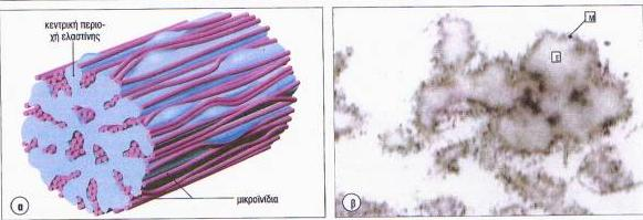 ΕΛΑΣΤΙΝΗ Ελαστικές ίνες: = κεντρική δομή που καλύπτονται από περίβλημα μικροϊνιδίων φιμπριλίνης