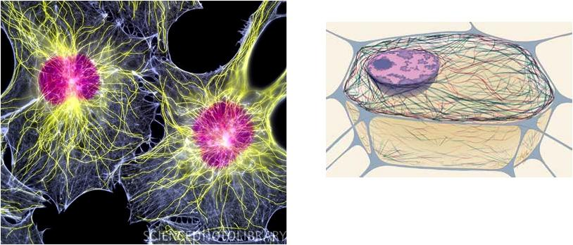 ΕΙΣΑΓΩΓΗ (Κύτταρα + ECM) vs. (απομονωμένα κύτταρα) Η πρωτεΐνοσύνθεση ηπατοκυττάρων (πχ. mrna αλβουμίνης).