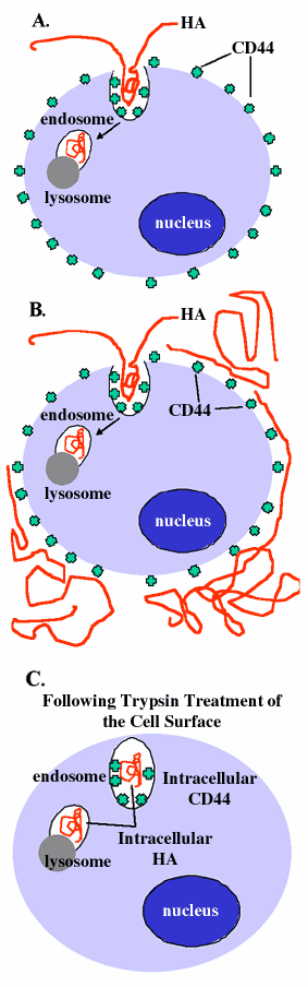 lysosomes via a low ph active hyaluronidase.
