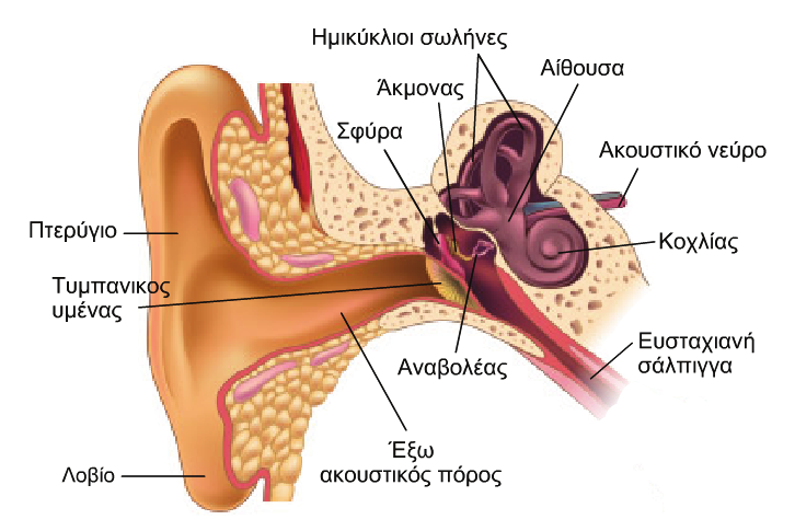 2.2. Ανατοµία του Ακουστικού Συστήµατος 15 Σχήµα 2.1: Σχηµατικό διάγραµµα του εξωτερικού, µέσου και εσωτερικού αυτιού.