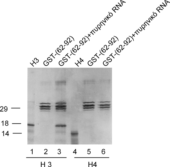 πυρηνικού RNA, σε ρυθμιστικό διάλυμα 100 mm ΚCl, 2 mm EDTA και 20 mm Hepes ph 7.5.