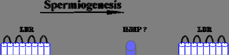 ειδικών μορίων, όπως η HP1 (Heterochromatin Protein 1), η παρουσία της οποίας είναι γνωστό ότι συμπίπτει με συμπυκνωμένη και μεταγραφικά ανενεργή χρωματίνη (23
