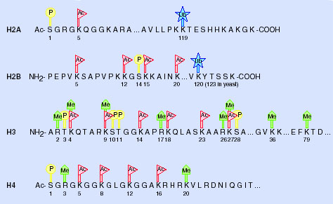 χάντρες σε κομπολόι. Τα νουκλεοσώματα αποτελούνται από ένα ιστονικό πυρήνα γύρω από τον οποίο περιελίσσεται περίπου 2 φορές DNA, μήκους 145-147 bp.