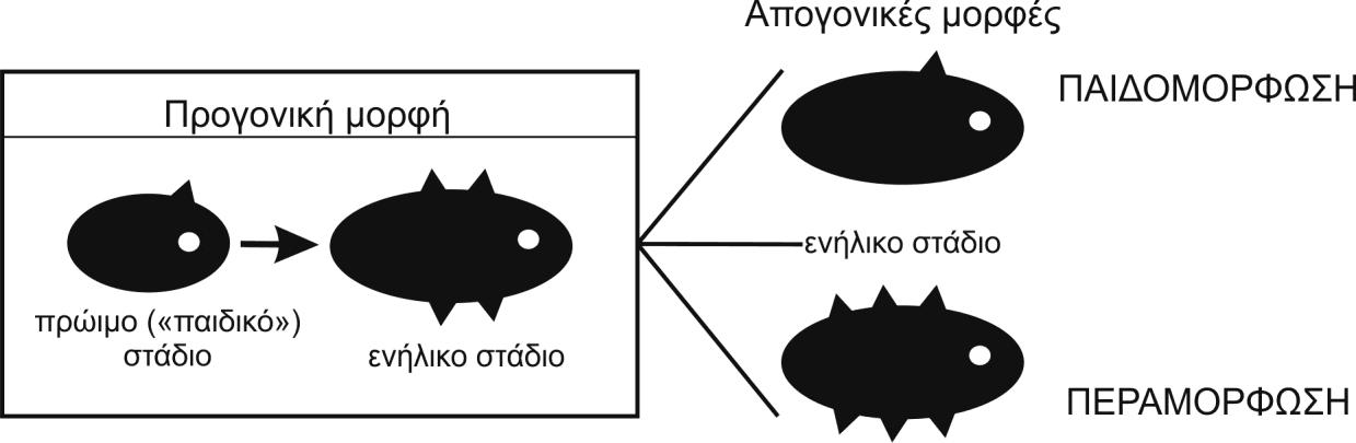 διαφέρει ουσιαστικά από τα έμβρυα ενός βάτραχου, μιας σαύρας ή ενός πτηνού (καθώς μοιράζονται τα κοινά γενικά χαρακτηριστικά των τετραπόδων) κ.ο.κ. Οι παρατηρήσεις του von Baer αποτέλεσαν τη βάση του έργου του γερμανού βιολόγου Ernst Haeckel, ο οποίος το 1866 δημοσίευσε τον βιογενετικό νόμο.