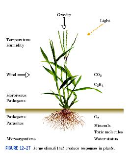 Μεταγωγή σήματος στα φυτά Τα φυτά ανταποκρίνονται στο περιβάλλον τους μέσω συστημάτων σηματοδότησης που χρησιμοποιούνται από τα βακτήρια και τα ζωικά κύτταρα.