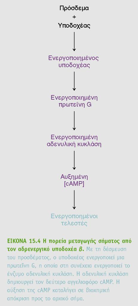 Ενεργοποίηση του camp BIOXHMEIA,