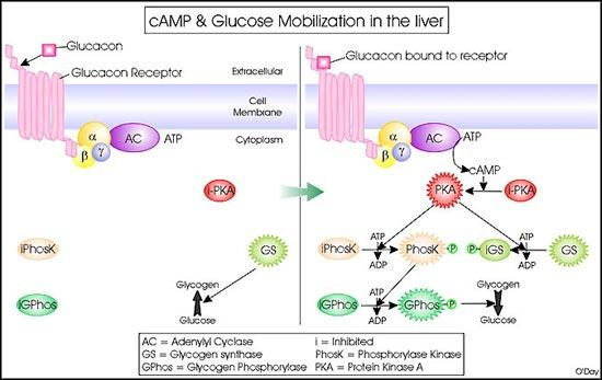 Ρύθμιση της γλυκόλυσης από camp-pka The camp binds to protein kinase A (PKA), a camp-dependent protein kinase, activating it.