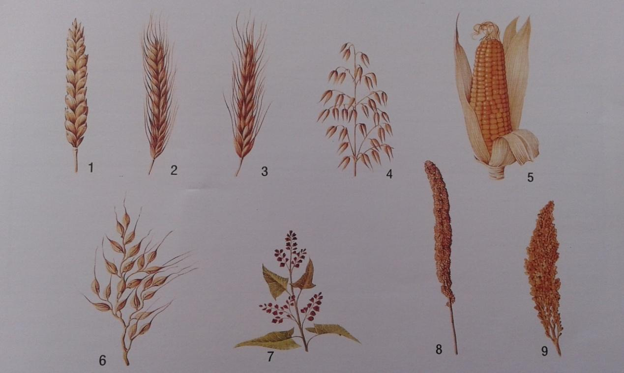 Εικόνα 1: 1) Σιτάρι, 2) Σίκαλη, 3) Κριθάρι, 4) Βρώμη, 5) Καλαμπόκι, 6) Ρύζι, 7) Μαυροσίταρο, 8) Κεχρί μακρύ, 9) Κεχρί κοντό (Κεφαλάς, 2009) Το καλαμπόκι, το ρύζι και το σιτάρι καλύπτουν το 87% της