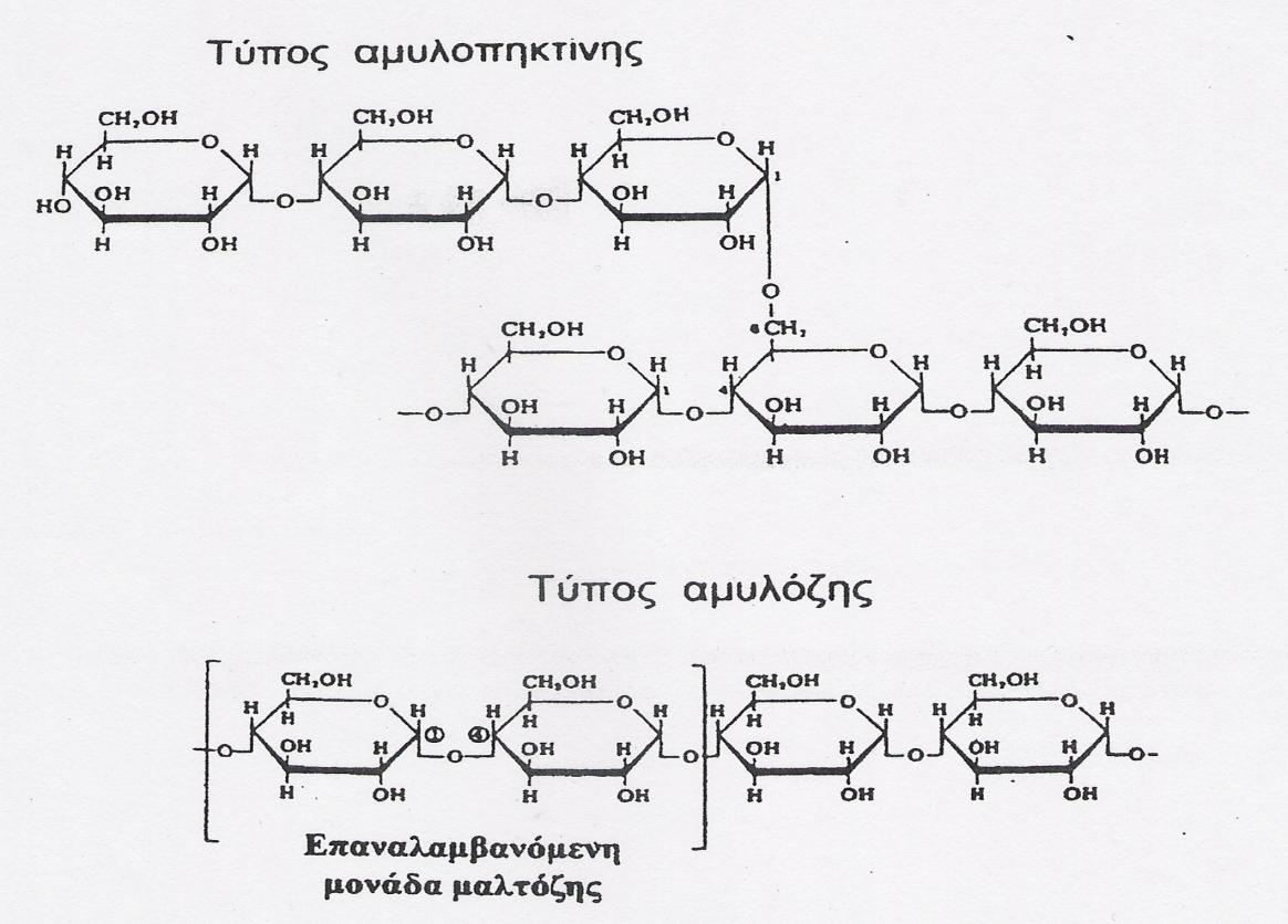 Εικόνα 3: Πολυμερή αμύλου (Κεφαλάς, 2009) Η αμυλόζη είναι γραμμικό πολυμερές της γλυκόζης.