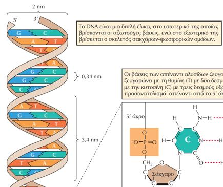 Δομή του DNA (2) Το DNA είναι δίκλωνο και αποτελείται από αντιπαράλληλους κλώνους που «ζευγαρώνουν» μεταξύ τους.