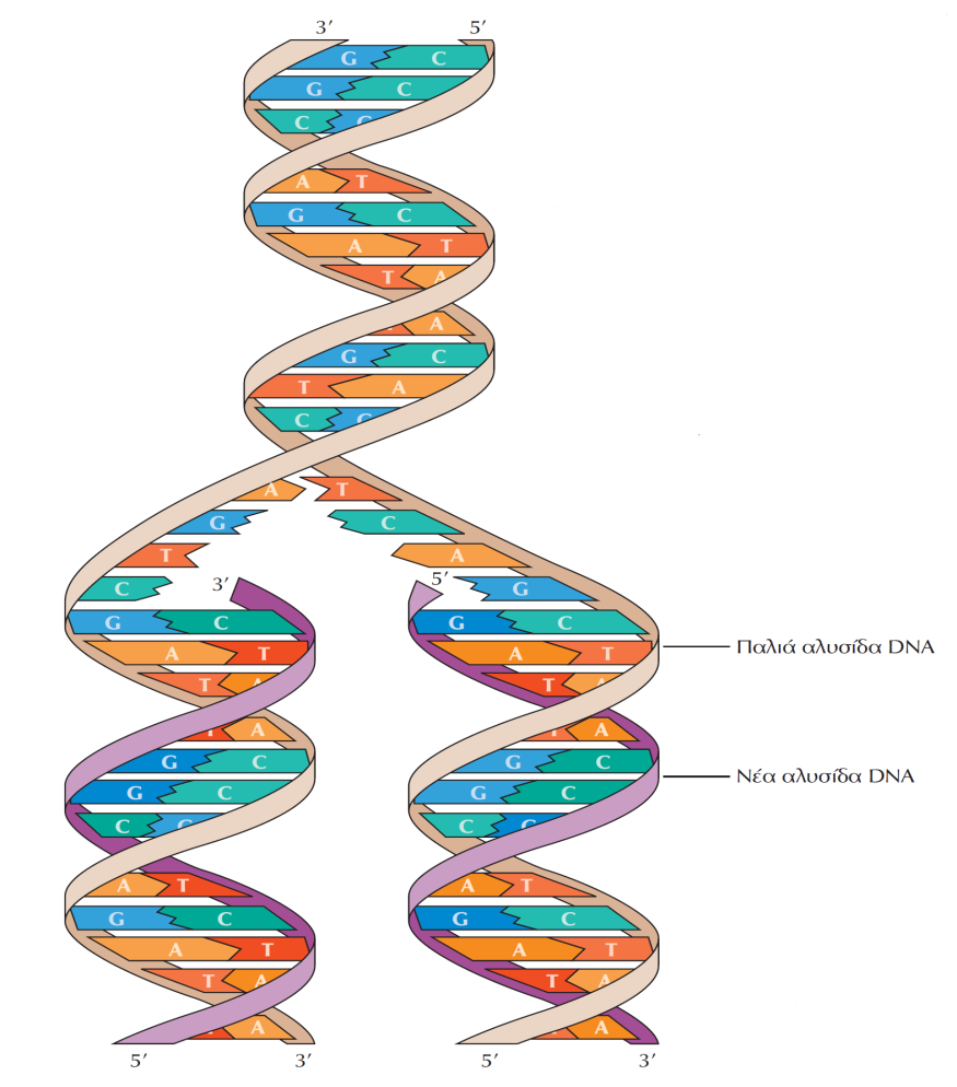 Μηχανισμός αντιγραφής του DNA Ο μηχανισμός αντιγραφής του DNA βασίζεται στη συμπληρωματικότητα των βάσεων του, δηλαδή στο επιλεκτικό ζευγάρωμα τους.