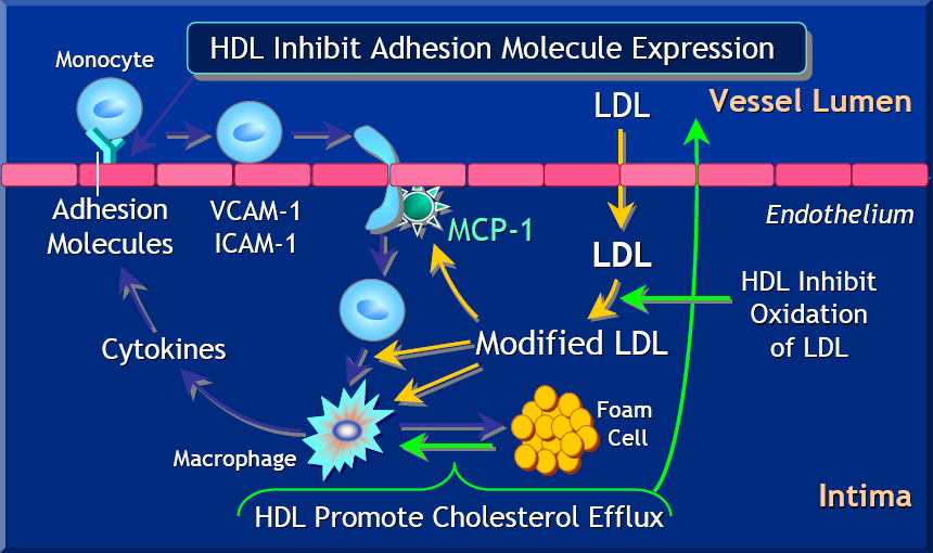 HDL Inhibits