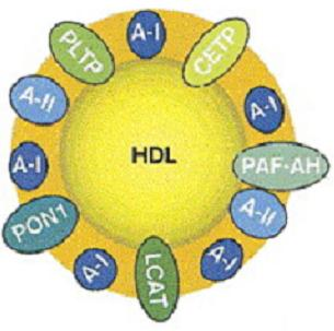 HDL components expressing biological activities