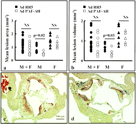 Effect of adenovirus-mediated expression of PAF-AH on spontaneous