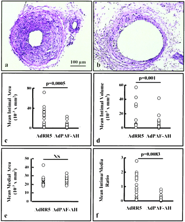 Effect of adenovirus-mediated