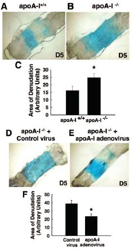 ApoA-I and HDL