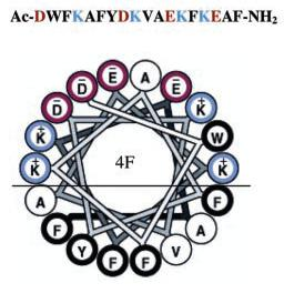 Helical wheel representation and space-filling models of peptide 4F Antioxidant