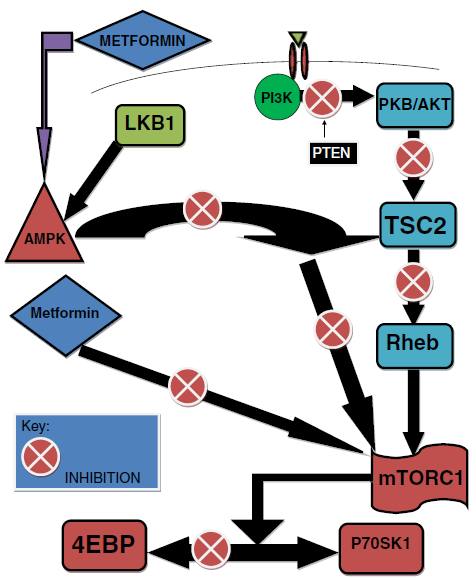 Μετφορμίνη και καρκίνος Πιθανοί μηχανισμοί αντινεοπλασματικής δράσης Μείωση υπερινσουλιναιμίας και καταστολή του άξονα IGF Ανοσοτροποιητικός μηχανισμός -Βελτίωση λειτουργικότητας των CD8 Tcells