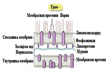 Може се очекивати да због своје липидне природе, спољашња мембрана Грам-негативних бактерија ефикасно онемогућава улазак хидрофобним једињењима.