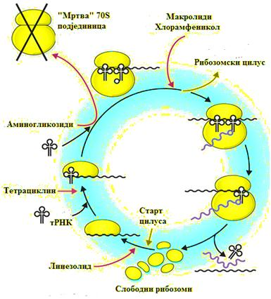 1. Ензимска деструкција или инактивација лека 2. Измена циљног места ензима 3. Измена пропустљивости ћелијских овојница 4. Измена структуре рибозома 5. Измена метаболичког пута [122]. Слика 30.