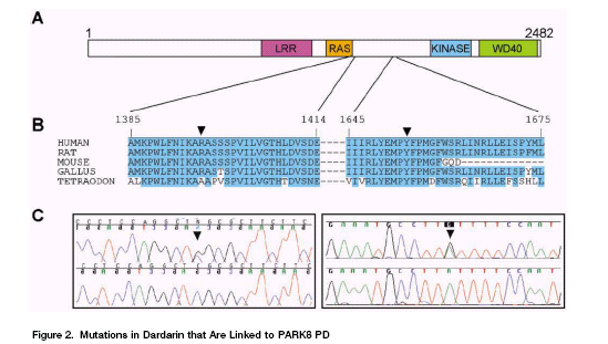 Linkage analysis PARK8
