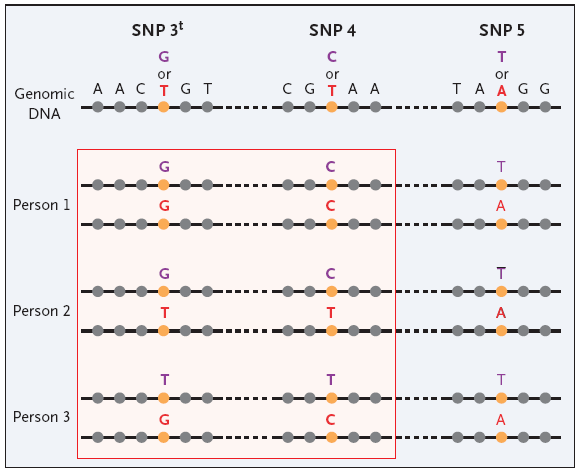 Σα tagging SNPs βαςίηονται ςτθν παρουςία blocks