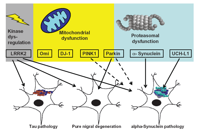 Μζχρι πρόςφατα τα ςωμάτια Lewy ςτθ νόςο Parkinson Schiesling C