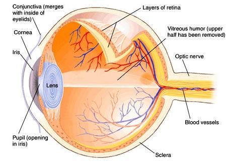 Όραση Οπτικό Σύστημα Οφθαλμός Retina (αμφιβληστροειδής