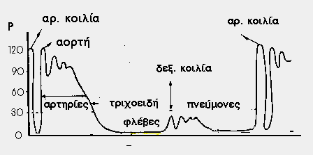 Καρδιαγγειακό σύστημα Πίεση του αίματος Η πίεση του αίματος δεν παραμένει σταθερή.