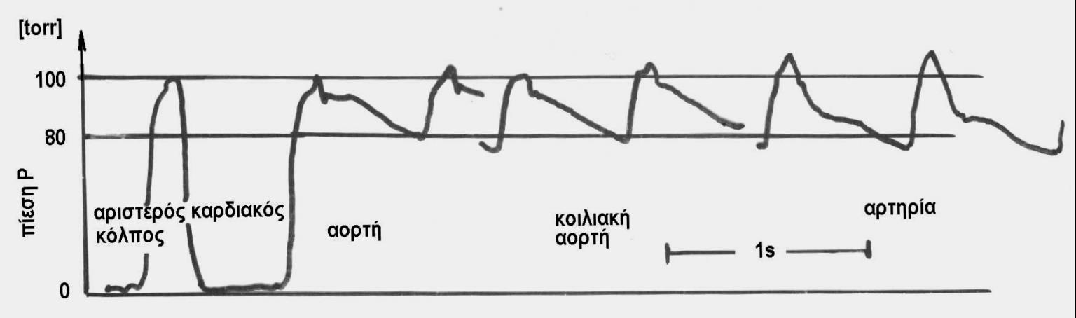 Καρδιαγγειακό σύστημα Iωάννης