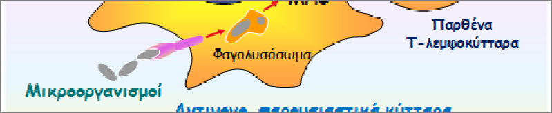 Εικόνα 5. Αντιγονοπαρουσίαση: ένα βασικό σημείο σύνδεσης της έμφυτης και της προσαρμοστικής ανοσίας.