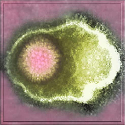 και ο ερπητοϊός του ανθρώπου τύπου 7 (HHV 7: Human herpesvirus 7), που ευθύνεται για μερικές περιπτώσεις roseola (αρχική μόλυνση) και πιτυρίαση.