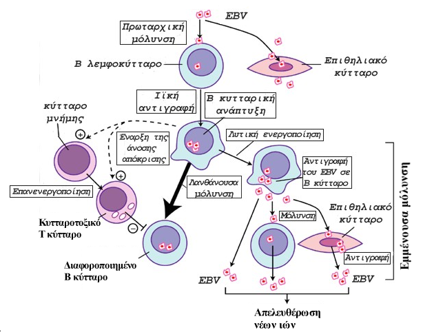 Εικόνα 27. Mόλυνση Β λεμφοκυττάρων από τον EBV. Στην λανθάνουσα λοίμωξη, τα ΕΒV πυρηνικά αντιγόνα (EBNA) αποτελούνται από τα EBNA 1, 2, 3A, 3B, 3C.